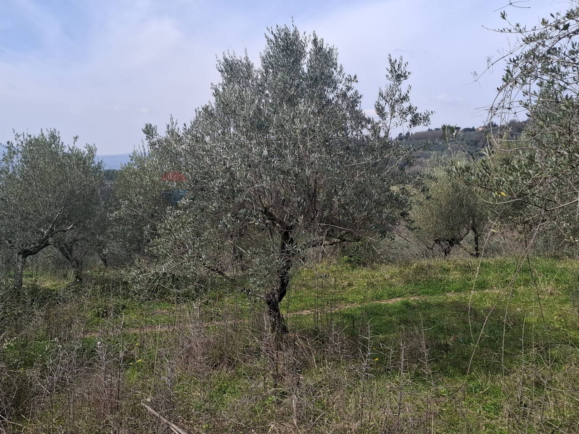 Non correlato - Terreno agricolo Via di Casalivo
 
snc, Castelfranco Piandiscò - foto 1