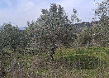 Non correlato - Terreno agricolo Via di Casalivo
 
snc, Castelfranco Piandiscò - foto 1