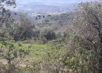 Non correlato - Terreno agricolo Via di Casalivo
 
snc, Castelfranco Piandiscò - foto 3
