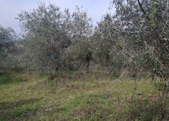 Giardino - Terreno agricolo Via di Casalivo
 
snc, Castelfranco Piandiscò - foto 4