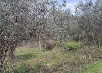 Giardino - Terreno agricolo Via di Casalivo
 
snc, Castelfranco Piandiscò - foto 6