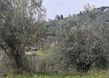 Non correlato - Terreno agricolo Via di Casalivo
 
snc, Castelfranco Piandiscò - foto 7