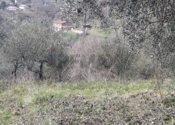 Non correlato - Terreno agricolo Via di Casalivo
 
snc, Castelfranco Piandiscò - foto 8