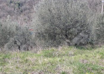 Non correlato - Terreno agricolo Via di Casalivo
 
snc, Castelfranco Piandiscò - foto 9