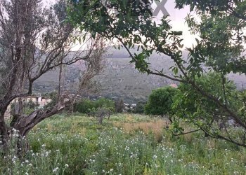 Giardino - Terreno agricolo via Dei Limoni, Carini - foto 6