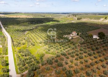 Foto 7 - Terreno agricolo Contrada Squarcione
Snc, Ruvo di Puglia - foto 7
