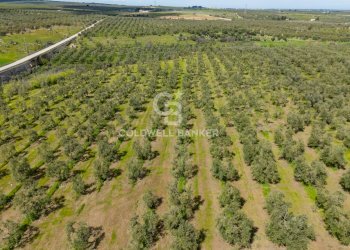 Foto 12 - Terreno agricolo Contrada Squarcione
Snc, Ruvo di Puglia - foto 12