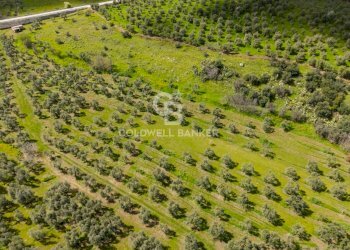 Foto 17 - Terreno agricolo Contrada Squarcione
Snc, Ruvo di Puglia - foto 17