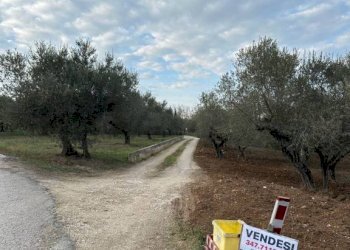 Terreno - Rustico SP 45, Moscufo - foto 5