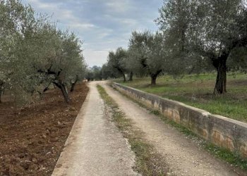 Terreno - Rustico SP 45, Moscufo - foto 7