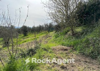 Terreno - Rustico SP 45, Moscufo - foto 13