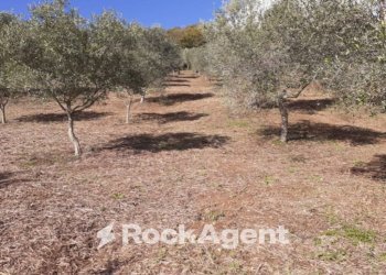 Terreno - Terreno agricolo contrada Mortella, Marcellinara - foto 1