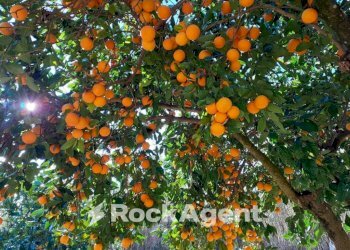Giardino - Terreno agricolo contrada Mortella, Marcellinara - foto 12