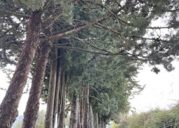 Terreno - Rustico podere santo ottaviano 74, Pomarance - foto 10