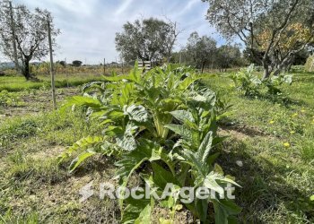 Terreno - Rustico podere santo ottaviano 74, Pomarance - foto 17
