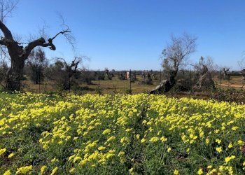 WhatsApp Image 2026-04-09 at 17.09.04 (2).jpeg - Casa indipendente Via Masseria Ungulìa 2, Sannicola - foto 4