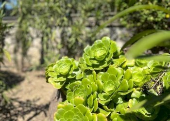 Two-room apartment Via Duca degli Abruzzi, 44, Sanremo - photo 46