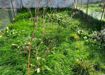 Appartamento Pitigliano - foto 4