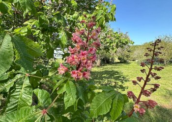 Casale Sorano - foto 26
