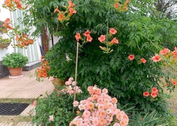 Foto 37 - Rustico Reg Vivello
 
10, Spigno Monferrato - foto 37