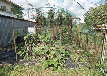 Giardino - Trilocale Gozzano - foto 3