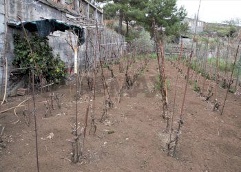 Giardino - Villa strada comunale segreta
 
61, Belpasso - foto 4