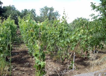 Giardino - Villa strada comunale segreta
 
61, Belpasso - foto 20