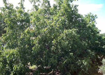 Non correlato - Villa strada comunale segreta
 
61, Belpasso - foto 22