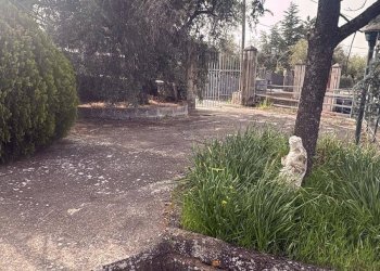 Giardino - Casa indipendente Via Cavaliere Bosco, Santa Maria di Licodia - foto 22