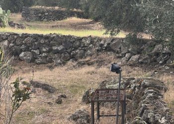 Giardino - Casa indipendente Via Cavaliere Bosco, Santa Maria di Licodia - foto 34