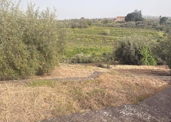 Giardino - Casa indipendente Via Cavaliere Bosco, Santa Maria di Licodia - foto 35