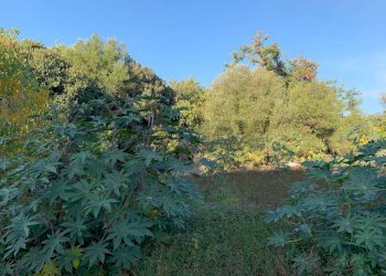 Giardino - Terreno agricolo via cubisia
 
snc, Aci Catena - foto 17