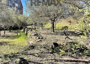 Giardino - Rustico Via Tuzzonello, Sant'Alfio - foto 16