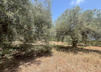 Giardino - Terreno edificabile Via San Michele, Trabia - foto 6