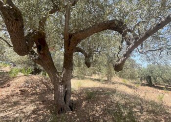 Giardino - Terreno edificabile Via San Michele, Trabia - foto 8