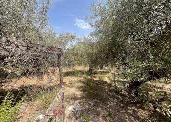 Giardino - Terreno edificabile Via San Michele, Trabia - foto 11