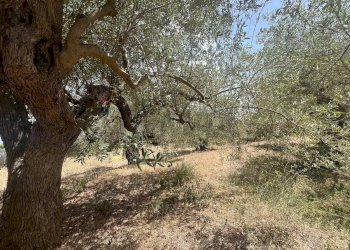 Giardino - Terreno edificabile Via San Michele, Trabia - foto 12