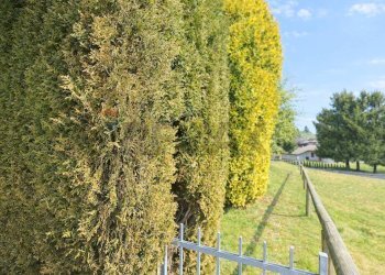 Giardino - Casa semi indipendente VIA ZEBIO
 
37, Roana - foto 7