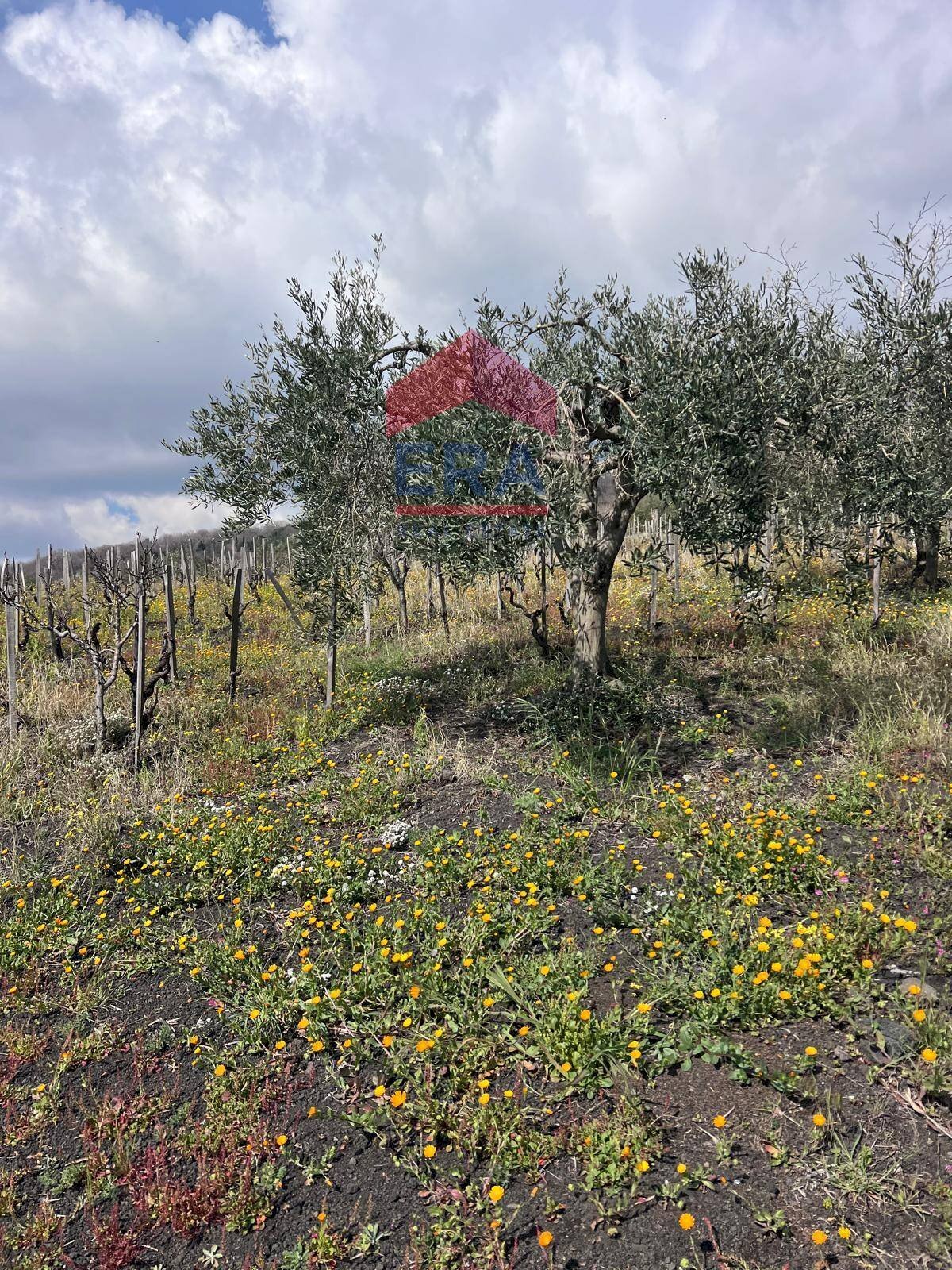 Foto 3 - Terreno agricolo Via carpene
 
33, Trecastagni - foto 3