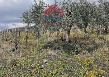 Foto 3 - Terreno agricolo Via carpene
 
33, Trecastagni - foto 3