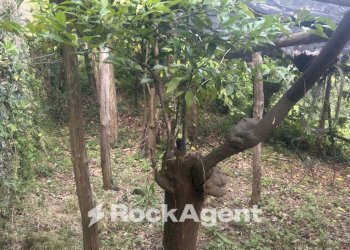 Terreno - Terreno agricolo via Torretta a Marmorata, Ravello - foto 25