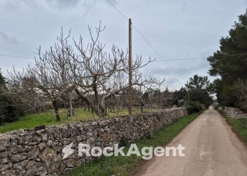 Terreno - Rustico Carraro dei Girardi, Gioia del Colle - foto 6
