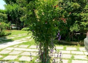 Giardino - Villa via Canalazzo, San Giovanni in Persiceto - foto 22