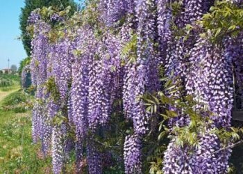 Terreno - Villa via Canalazzo, San Giovanni in Persiceto - foto 30