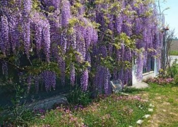 Terreno - Villa via Canalazzo, San Giovanni in Persiceto - foto 32