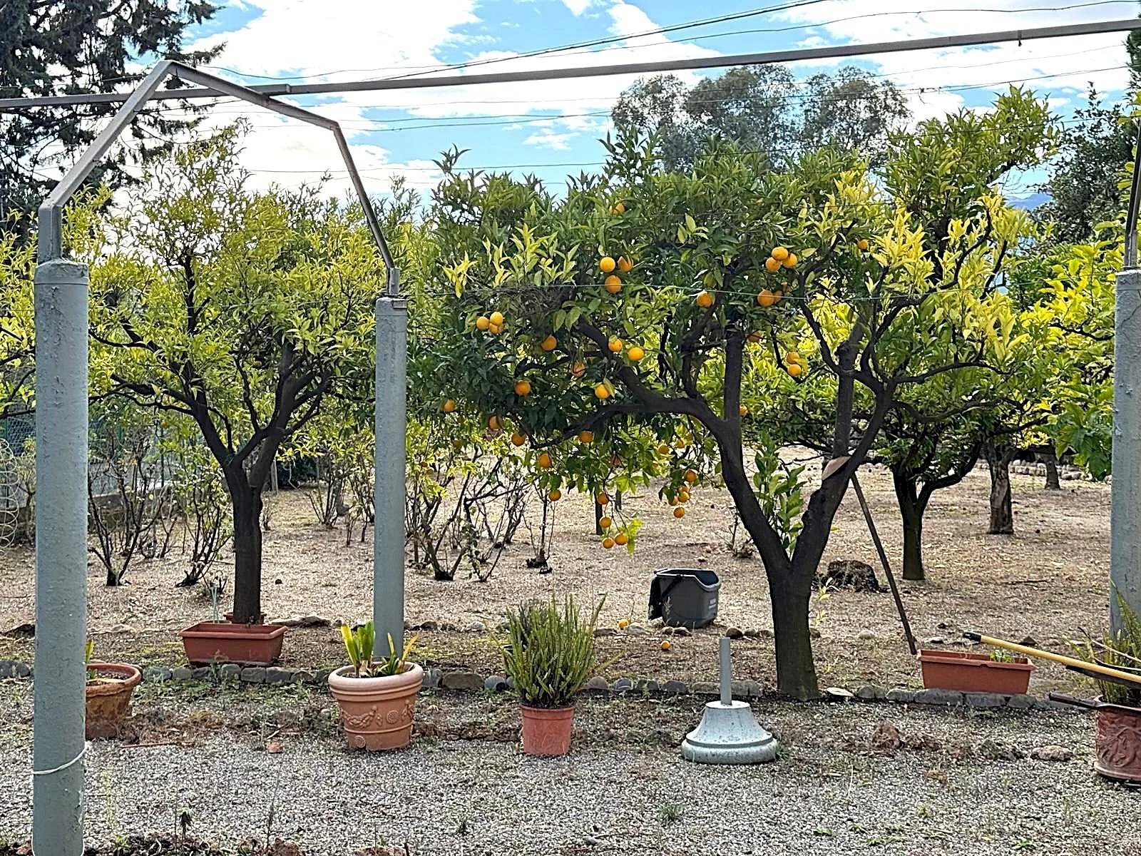 Villa Regione Oliveto Terraconiglio, Albenga - foto 3