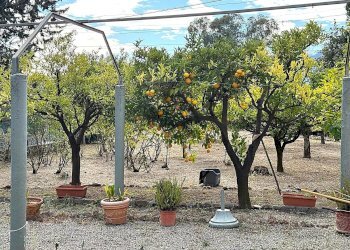 Villa Regione Oliveto Terraconiglio, Albenga - foto 3