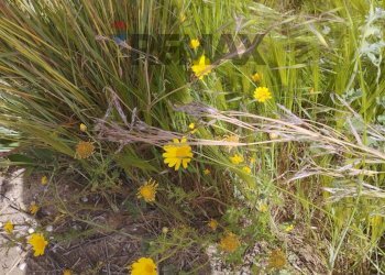 Giardino - Terreno agricolo SP 102ii
 
snc, Castel di Iudica - foto 9