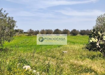 Foto 5 - Terreno agricolo Strada Comunale Zollino Alle Lamelle, Zollino - foto 5