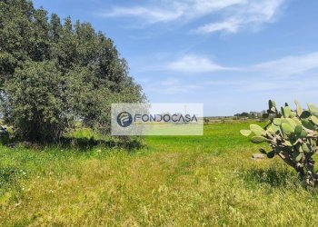 Foto 11 - Terreno agricolo Strada Comunale Zollino Alle Lamelle, Zollino - foto 11